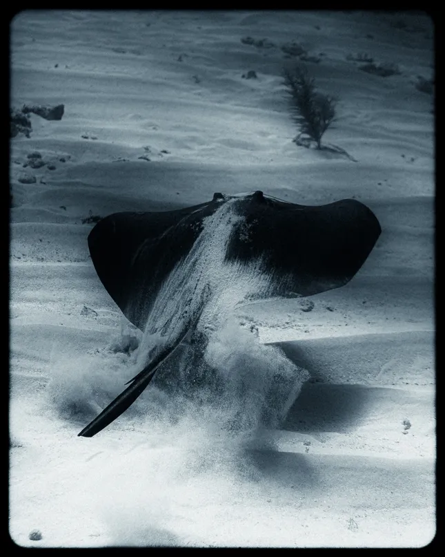 Project image