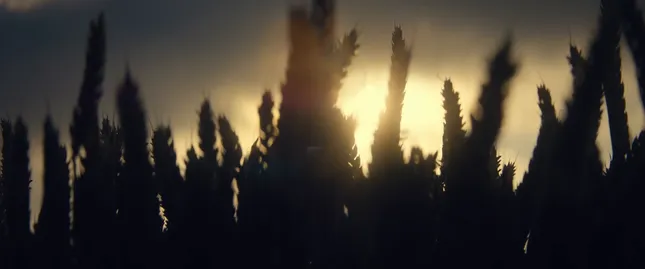 GUINNESS: Irish Wheat