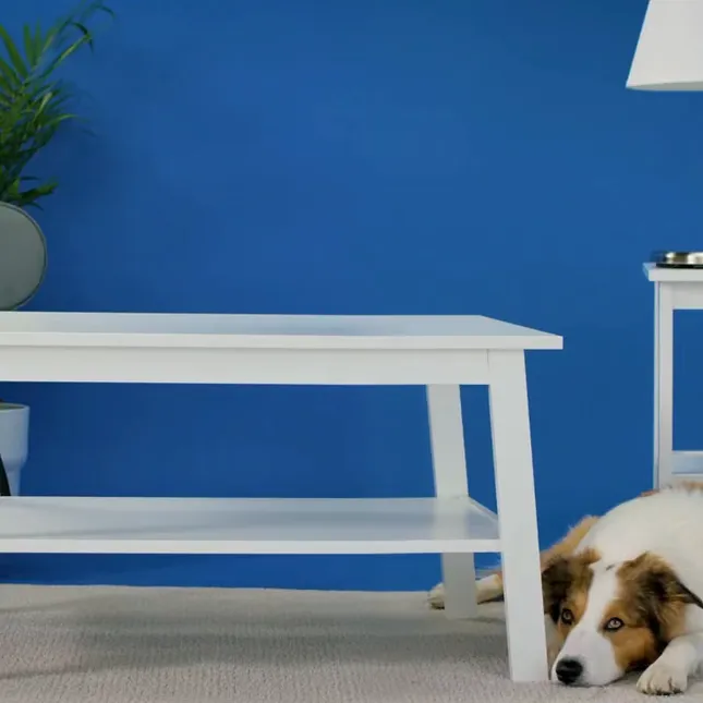 BarkBox: Space Jam 2 A New Legacy Collection