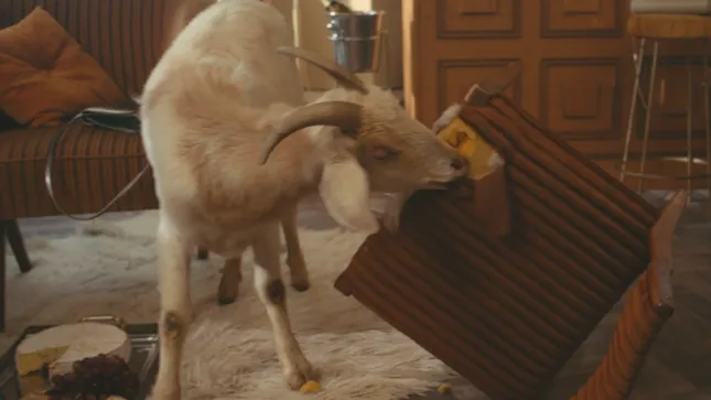 Mountain Goat - You Can't Tame A Goat Hero