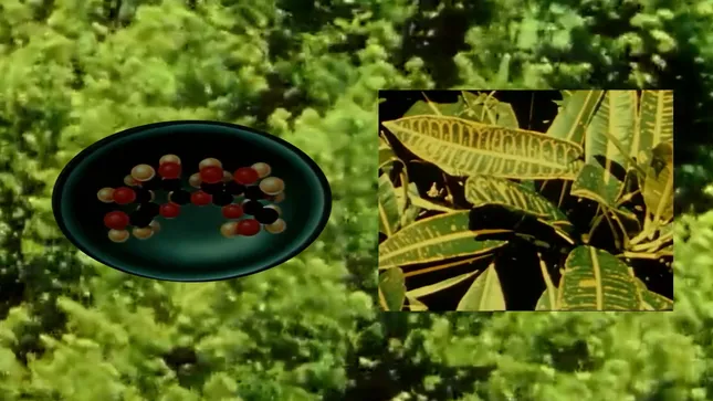 Archival Montage 01