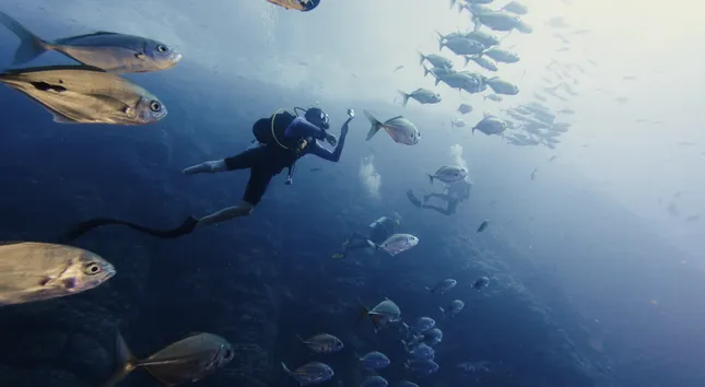 GoPro: Stunning Encounters with Sharks, Humpbacks, + Mantas in 4K