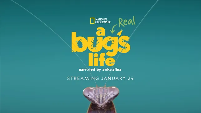 Documentary — National Geographic: A Real Bug’s Life