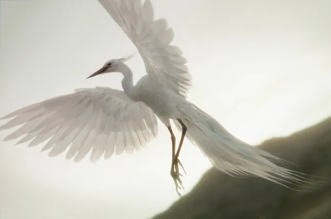 Character Modeling - Chim Lak Bird