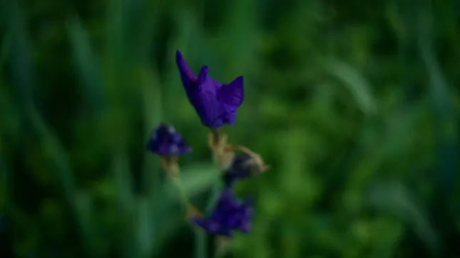 Test of a 50mm Minolta’s vintage lens