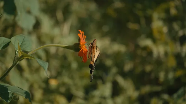 Where Roots Run Deep