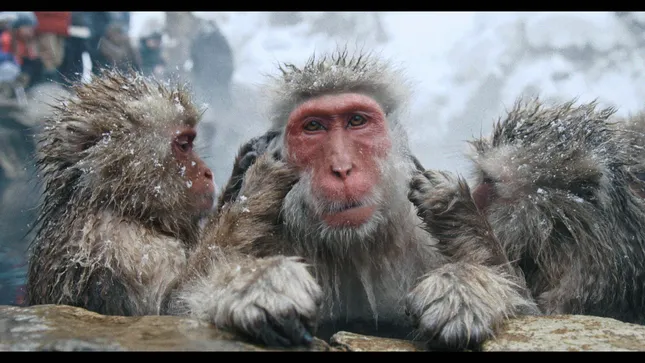 “Life in the Cold”
