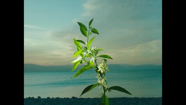 Orange Blossom
