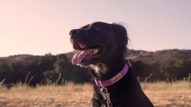 Giving Paws Ad