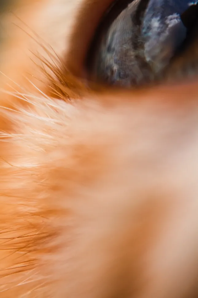 Macro Photography Experiment