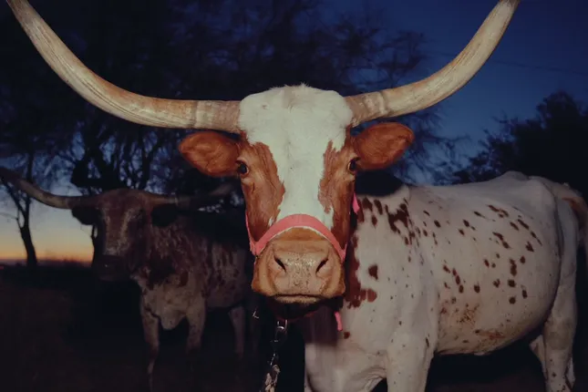 cattle call collection (2023) fashion campaign