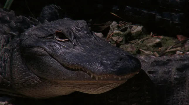 Everglades - 16mm feature