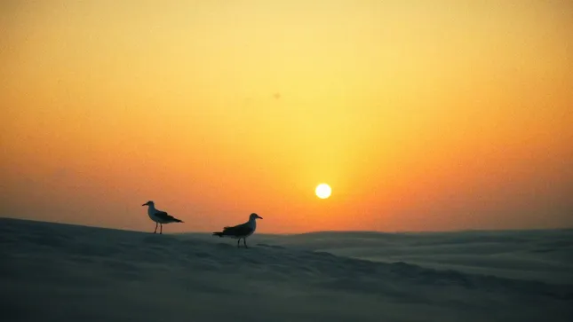 2024 Personal Nature Video