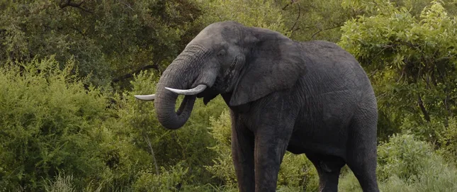 South Africa | Teaser + “Elephants” Trailer