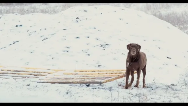 Lucas Morse - Bark of the Dog